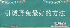如何吸引野兔子 引诱野兔最好的方法