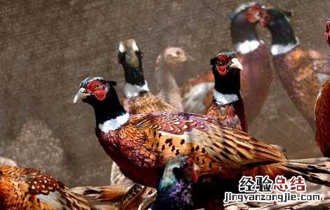现在养殖野鸡有销路吗