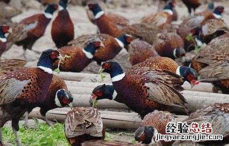 现在养殖野鸡有销路吗