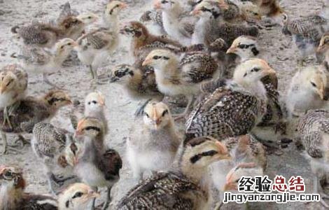现在养殖野鸡有销路吗
