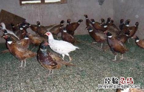七彩山鸡怎么养殖更好 七彩山鸡怎么养殖更好呢