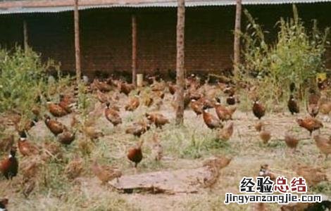 七彩山鸡怎么养殖更好 七彩山鸡怎么养殖更好呢