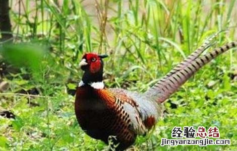七彩山鸡怎么养殖更好 七彩山鸡怎么养殖更好呢