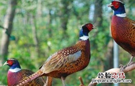 七彩山鸡怎么养殖更好 七彩山鸡怎么养殖更好呢