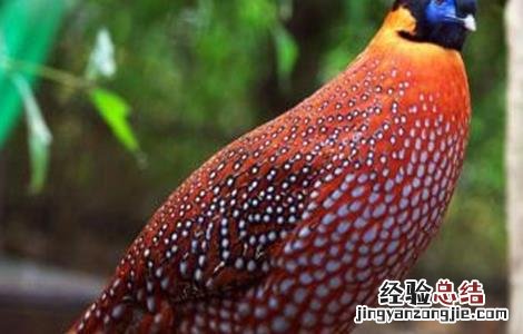 七彩山鸡怎么养殖更好 七彩山鸡怎么养殖更好呢