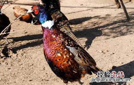 野鸡晚上在什么地方叫 野鸡晚上在什么地方