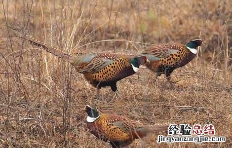 野鸡晚上在什么地方叫 野鸡晚上在什么地方