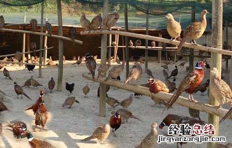 野鸡晚上在什么地方叫 野鸡晚上在什么地方