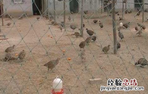 养野鸡需要办什么手续 养野鸡需要办什么手续?和费用