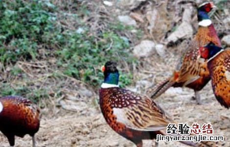 养野鸡需要办什么手续 养野鸡需要办什么手续?和费用