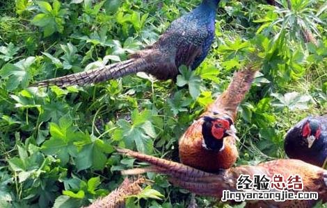 养野鸡需要办什么手续 养野鸡需要办什么手续?和费用