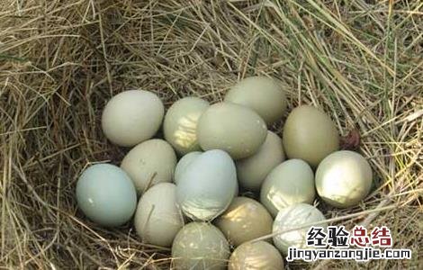 野鸡种蛋的保存技术 野鸡蛋怎样孵化出野鸡
