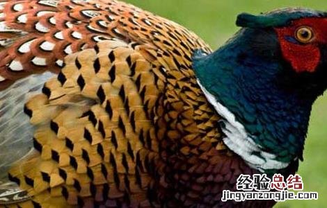 野鸡种蛋的保存技术 野鸡蛋怎样孵化出野鸡