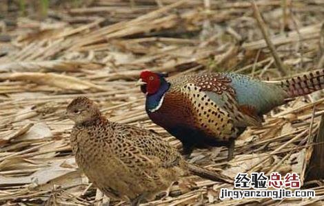 野鸡种蛋的保存技术 野鸡蛋怎样孵化出野鸡