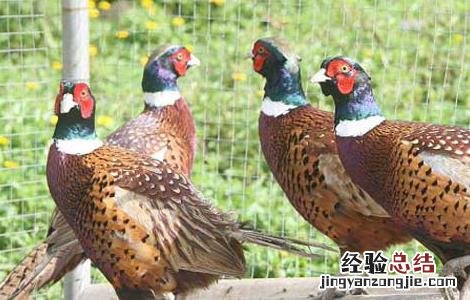 野鸡养殖场的建设方法