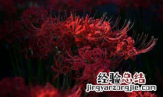 彼岸花的花语是什么意思 绿色彼岸花的花语是什么意思