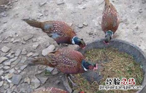 野鸡养殖场地消毒方式