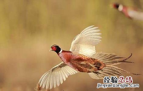 野鸡养殖场地消毒方式
