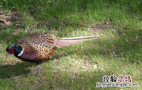 山鸡怎样捕捉 山鸡的捕捉方法