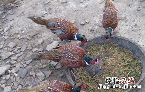 让鸡慢性死亡的办法 如何降低野鸡的死亡率