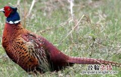 让鸡慢性死亡的办法 如何降低野鸡的死亡率