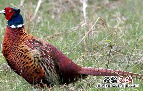 让鸡慢性死亡的办法 如何降低野鸡的死亡率