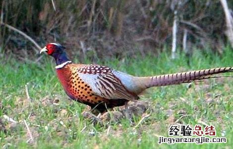 让鸡慢性死亡的办法 如何降低野鸡的死亡率