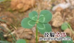 4叶草代表什么意思 4叶草的介绍