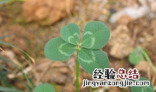 4叶草代表什么意思 4叶草的介绍