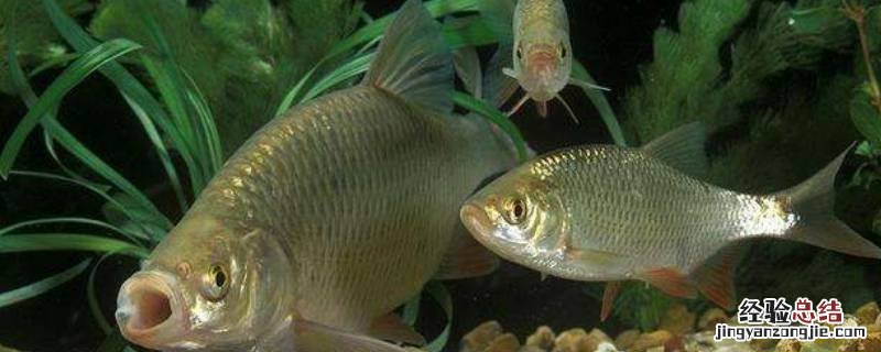 冬季鱼在什么位置 冬天鱼一般在什么位置