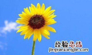 向日葵花语和寓意 向日葵花语和寓意短句
