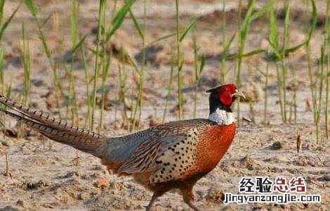如何提升七彩山鸡产蛋率 七彩山鸡产蛋率多少