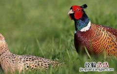 七彩山鸡养殖技术教程 七彩山鸡养殖技术