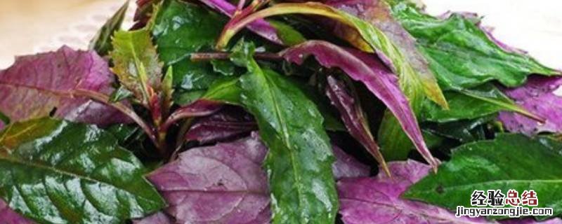 红凤菜有毒吗 红凤菜有毒吗?可以长期食用吗?