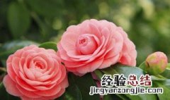 山茶花的花语寓意 山茶花的花语是什么意思