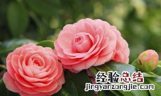 山茶花的花语寓意 山茶花的花语是什么意思