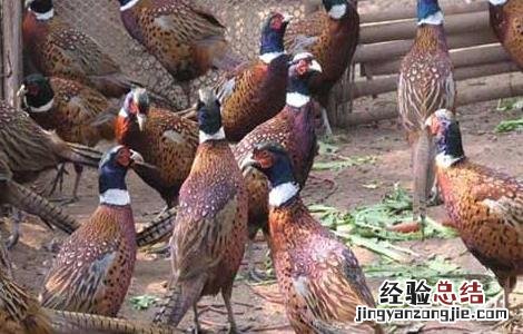野鸡养殖成本和利润