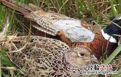 野鸡养殖成本和利润
