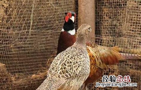 野鸡养殖成本和利润