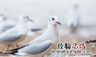 鸽子炖什么好喝 鸽子炖什么好