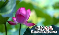 描写仲夏优美句子 有关夏天的优美句子推荐