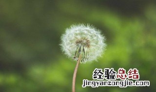 蒲公英花语和寓意 蒲公英花语及象征意义