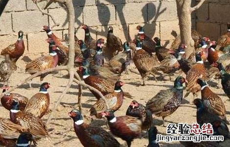 美国七彩山鸡驯养技术 美国七彩山鸡算家禽吗