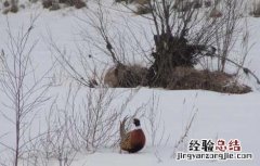 美国七彩山鸡驯养技术 美国七彩山鸡算家禽吗