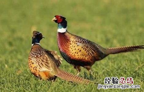 山鸡常见疾病防治技术 山鸡常见疾病预防