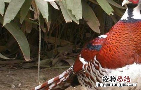 山鸡常见疾病防治技术 山鸡常见疾病预防