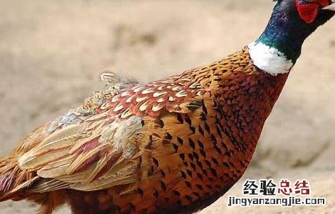 山鸡的养殖效益 山鸡的养殖利润与成本