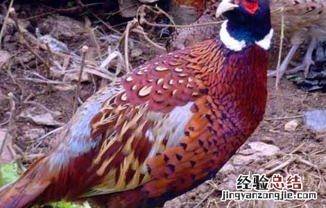 野鸡患眼病防治措施有哪些 野鸡患眼病防治措施