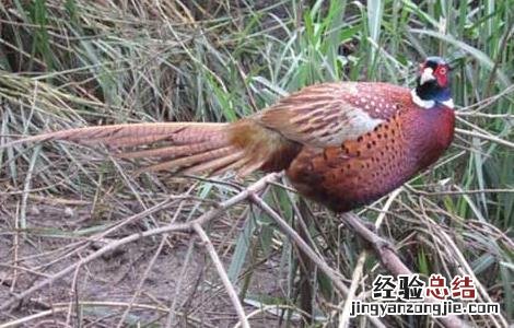 野鸡患眼病防治措施有哪些 野鸡患眼病防治措施