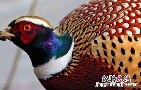 野鸡常见的育雏方式 野鸡育雏技术